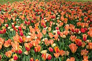 21messer tulipano